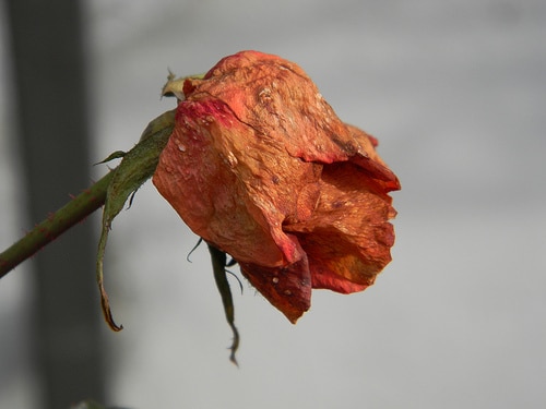 rosa appassita