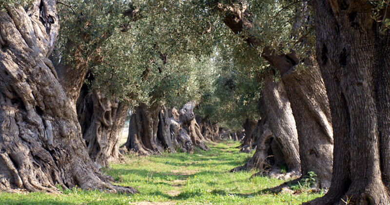 Un suggestivo uliveto nel Salento (da https://vivasalento.files.wordpress.com/2014/06/ulivi-secolari.jpg)